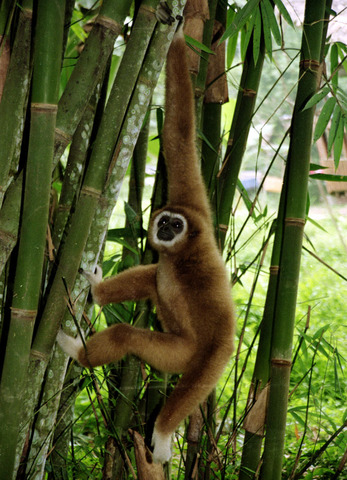 sumatra - white faced gibbon 2.jpg